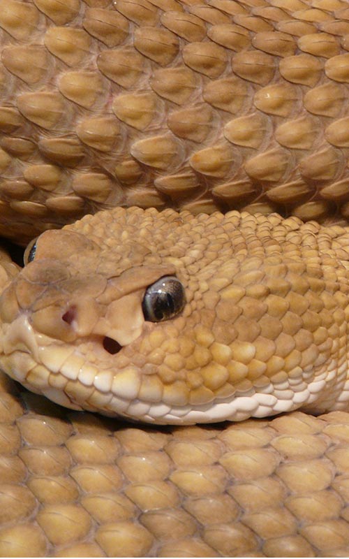 Snake Removal