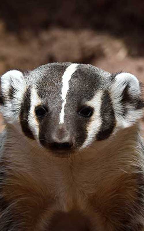 Badger Removal