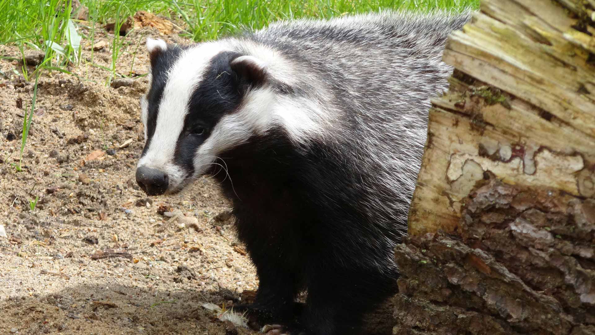 Animal in woods