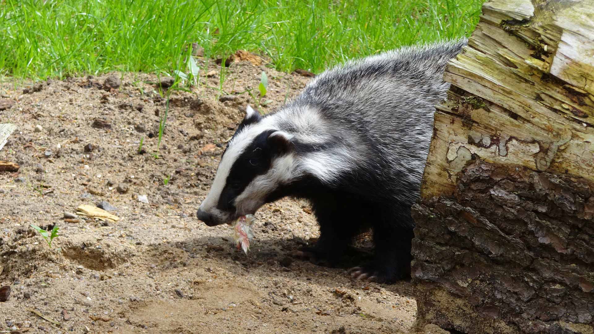 Animal Walking