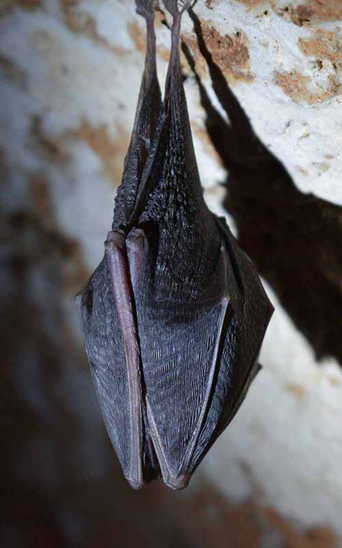 Bat Removal