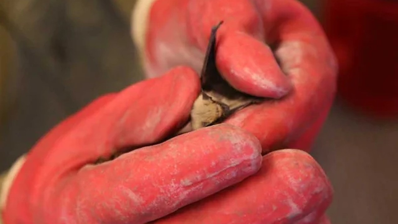 A close view of a young bat from the Animal Experts gallery
