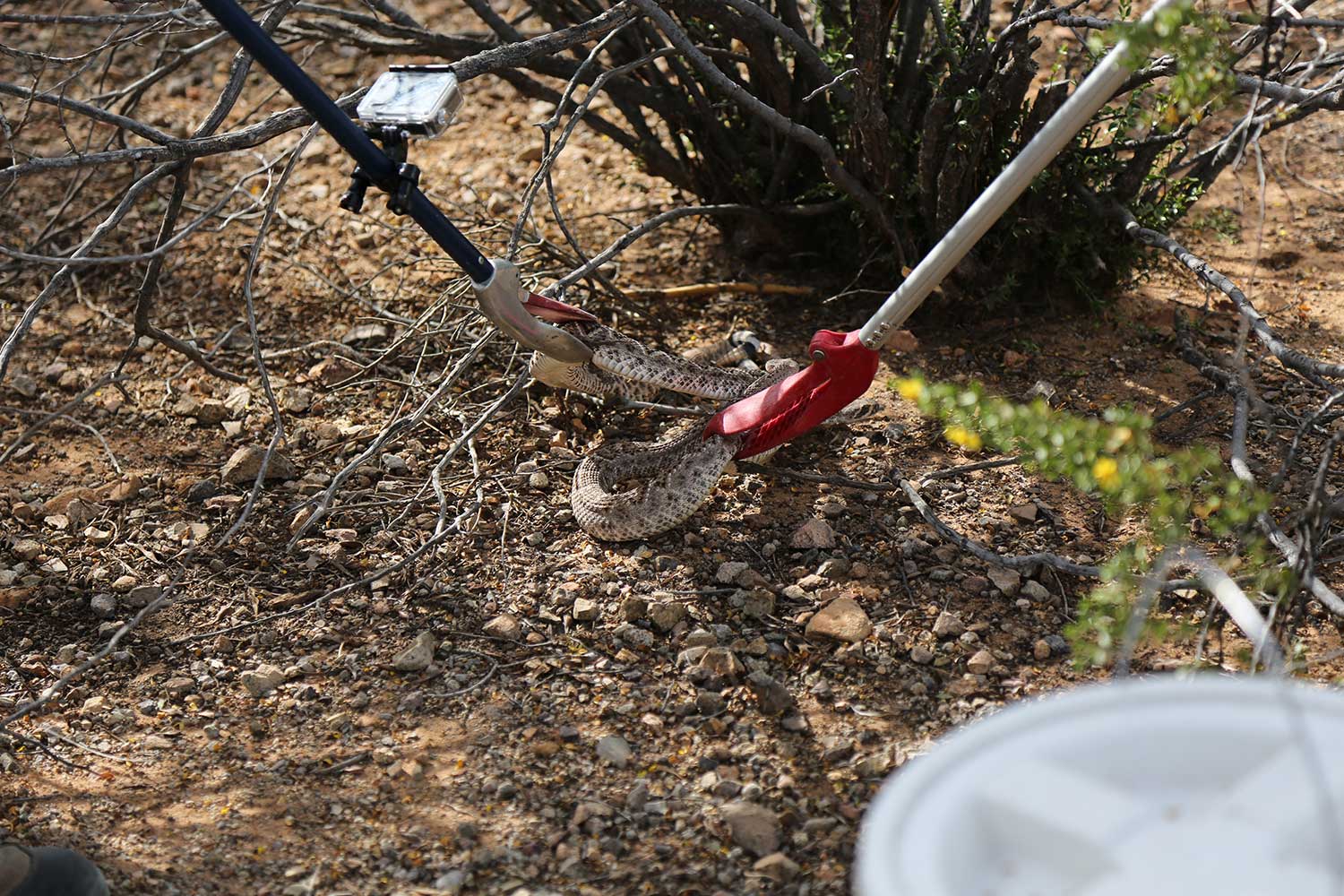 Snake Removal