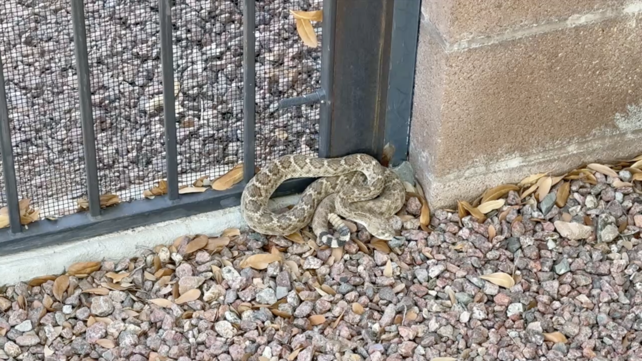 KGUN 9 – As desert temperatures rise, rattlesnake-proofing becomes more important!