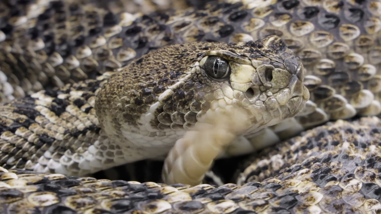Man bitten by rattlesnake on both ankles during night walk in green valley