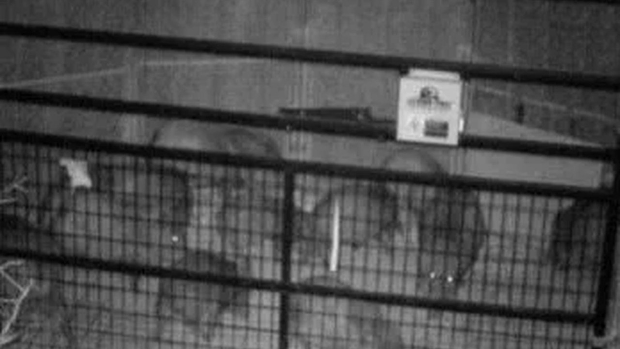 A javelina squadron inside a trap during an Animal Experts wildlife response