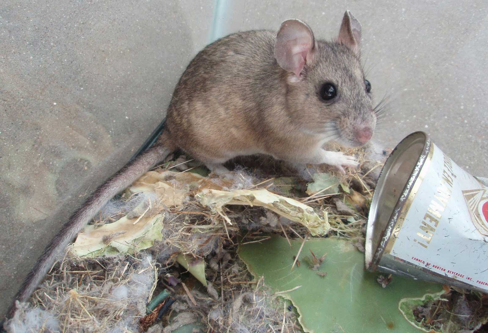 Pack Rat in cage