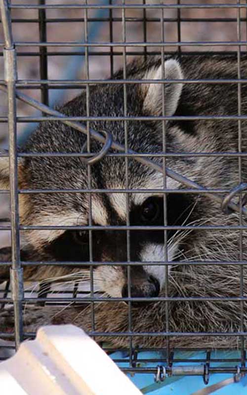 Raccoon Removal