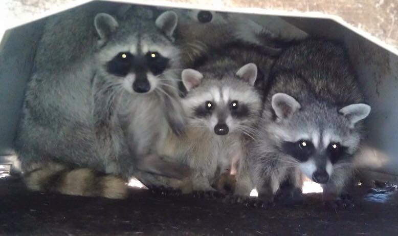 Animal Family