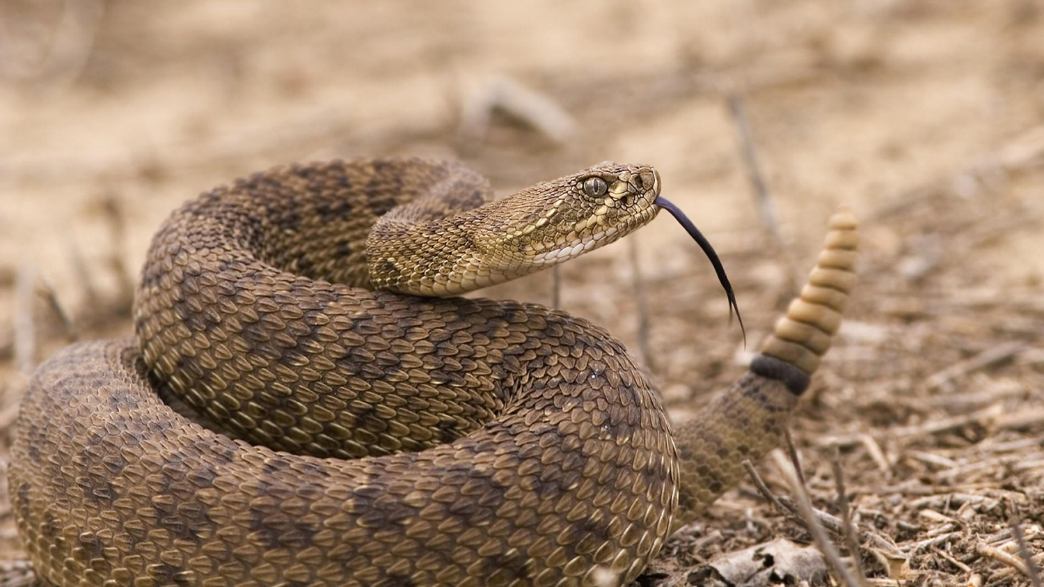 Rattlesnake profile