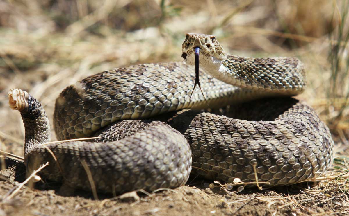 Rattlesnake hissing