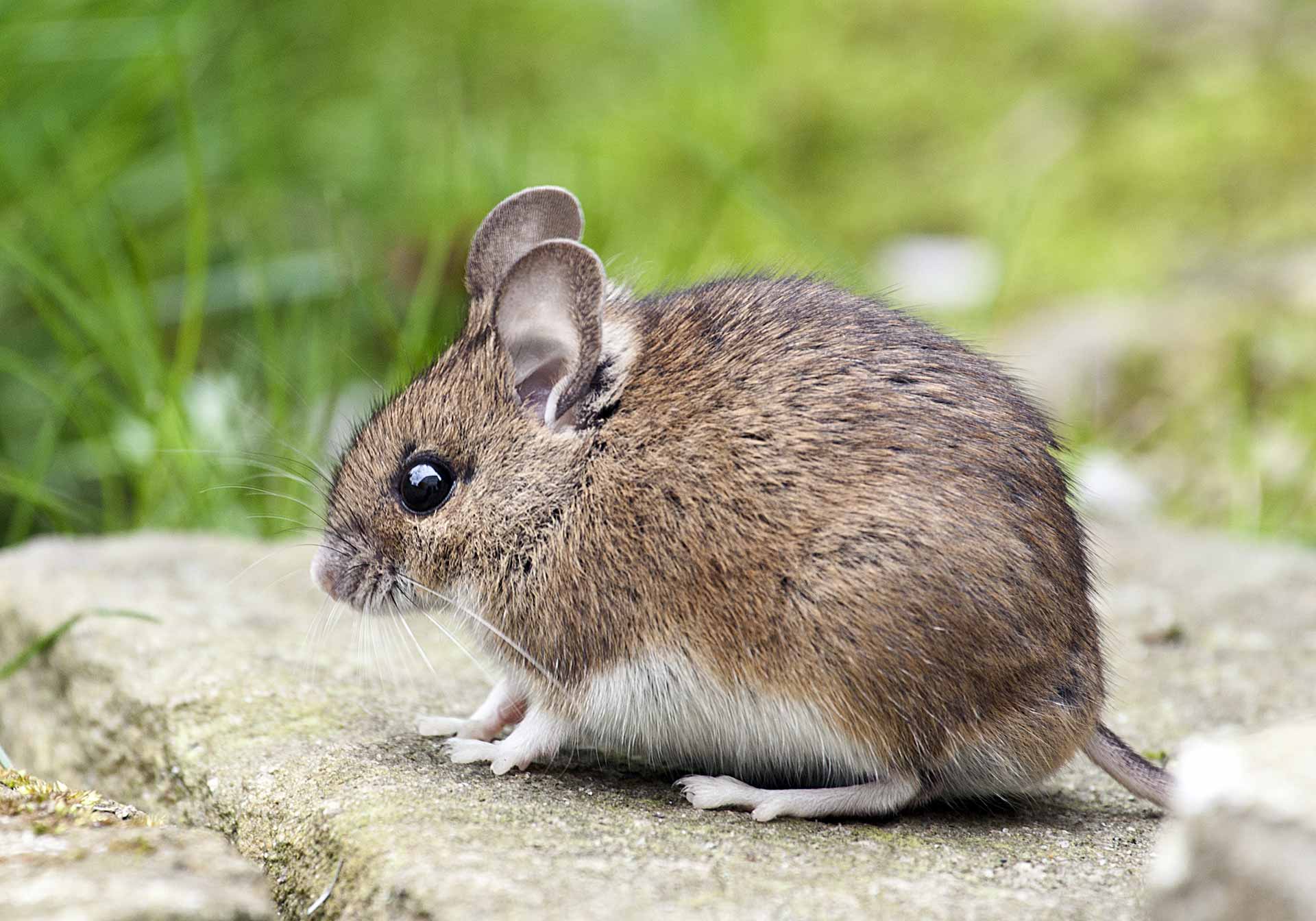 Rodent on stone