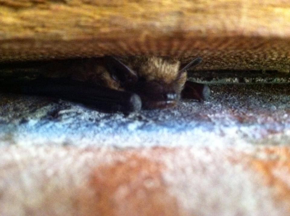 Sleeping bat