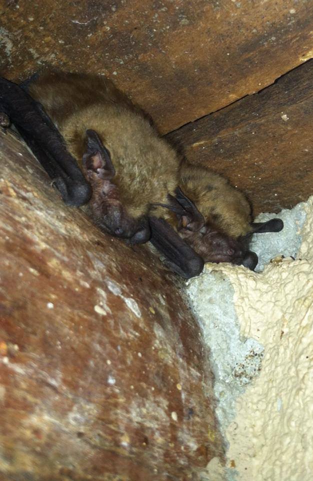 Sleeping bats