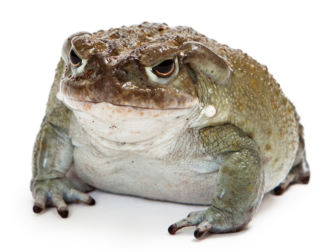 sonoran desert toad