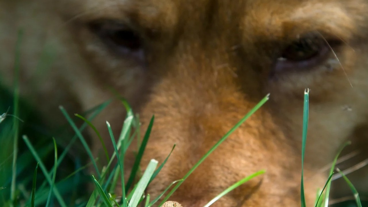 A dog observes a Sonoran Desert toad during avoidance training