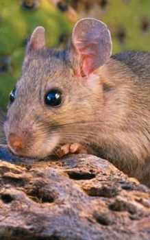 Pack Rat