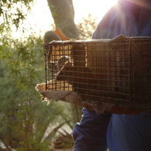 Caged packrat