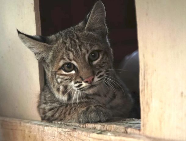 Bobcat Profile