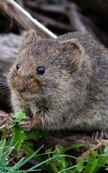 Rodent  Removal
