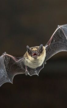 Bat removal